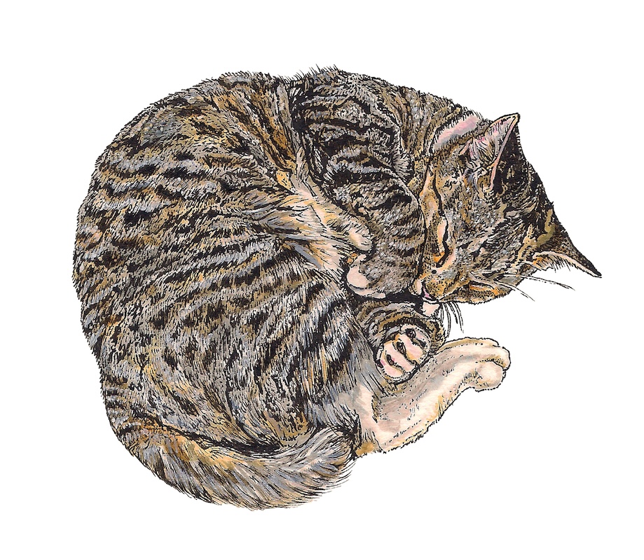A pen and ink drawing of a curled up cat sleeping.