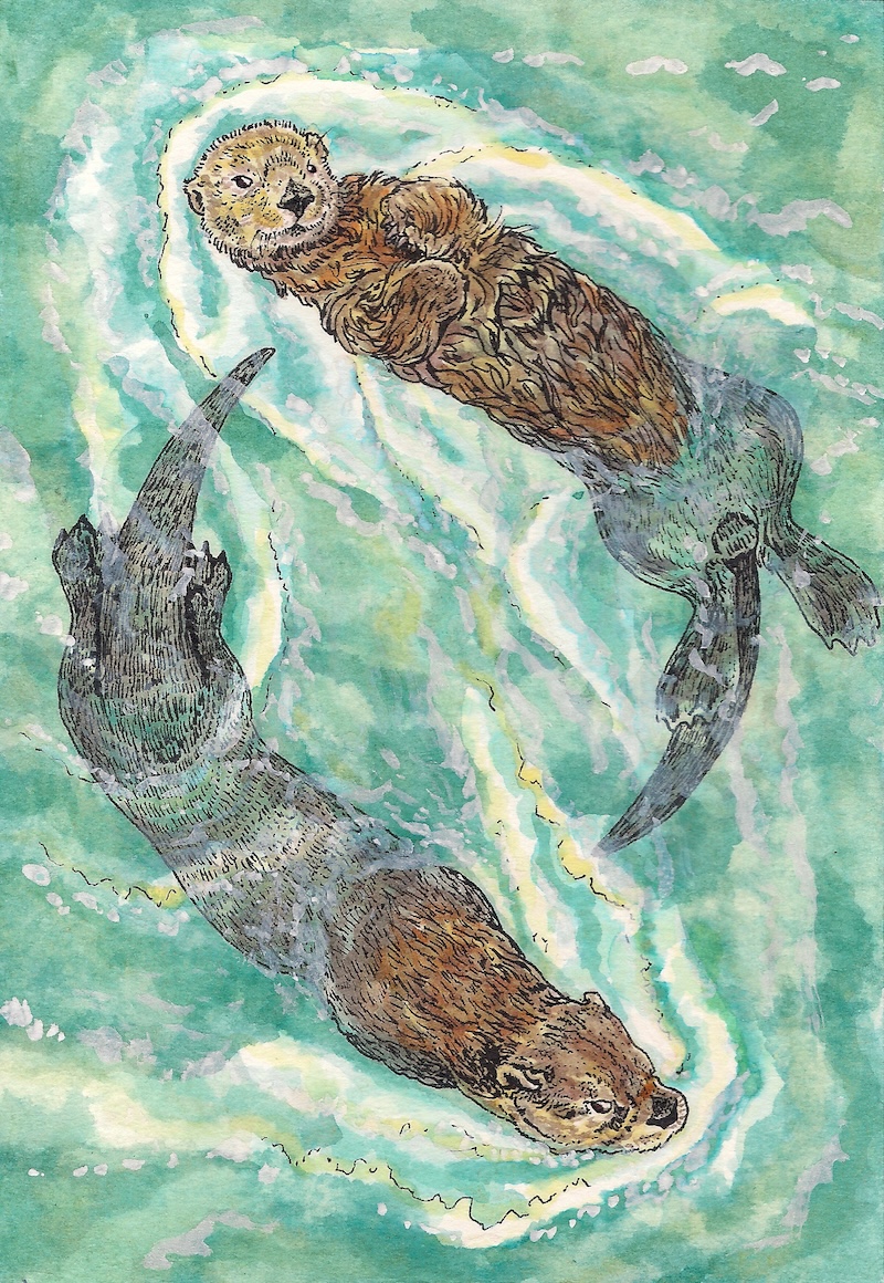 A pen and ink drawing of two otters swimming in a circle.