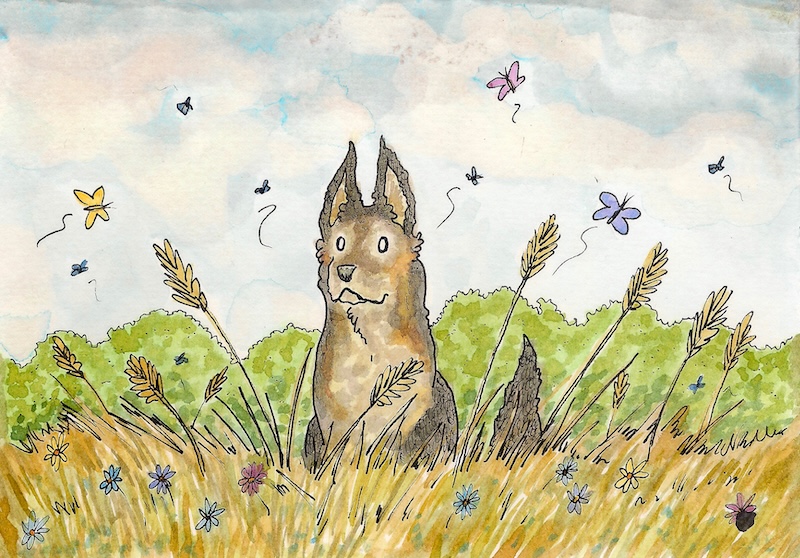 A cartoon illustration of a German shepherd in a field of wheat, pen and ink on paper.