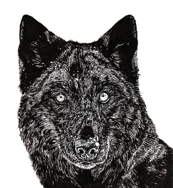 A black pen portrait of a wolf.