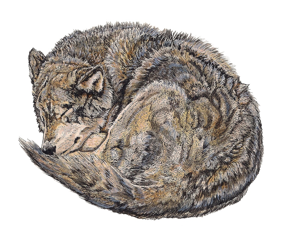 A pen and ink drawing of a curled up wolf sleeping.